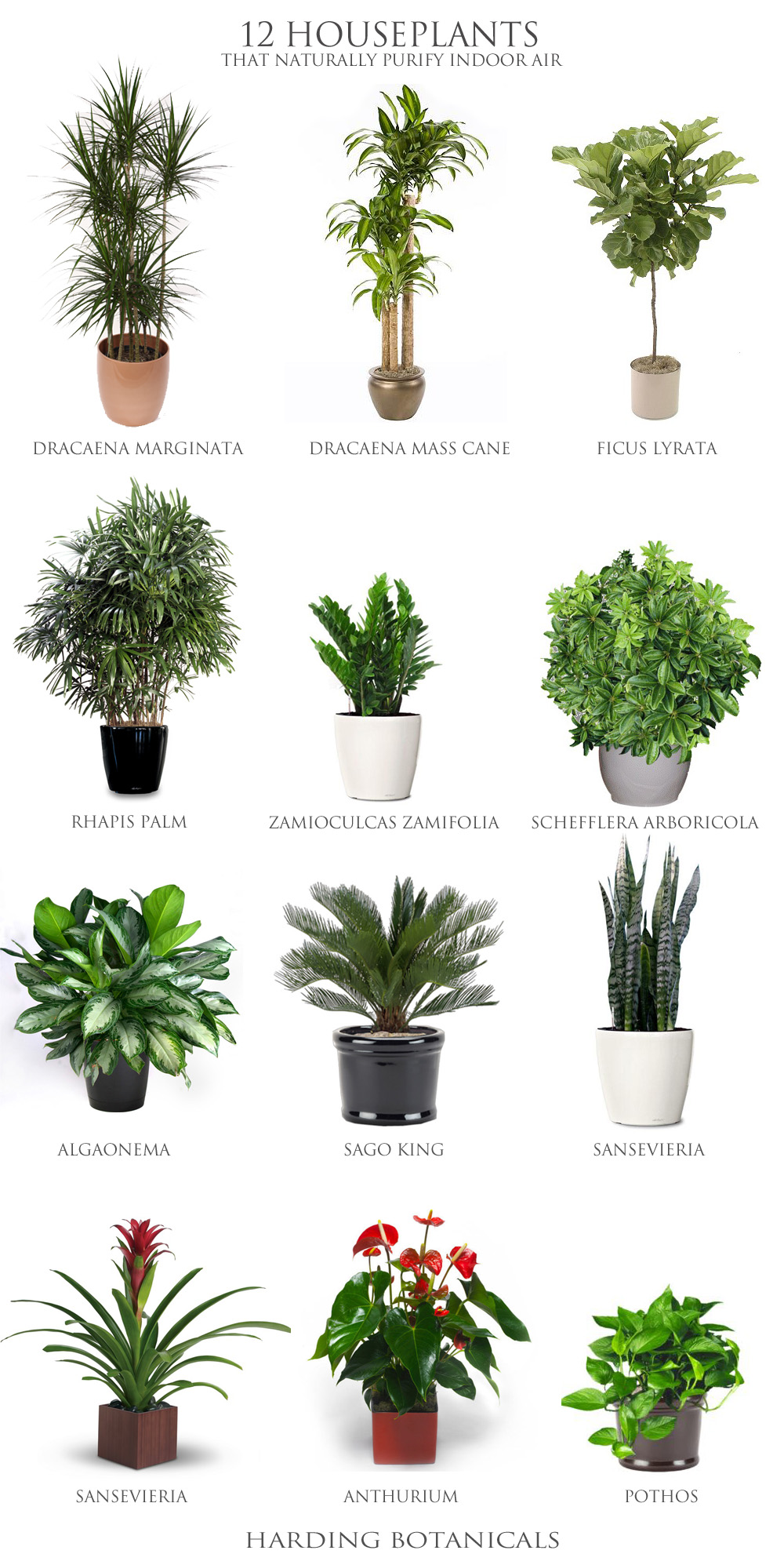 The Role of Houseplants in Purifying Indoor Air: Top Air-Cleansing Species