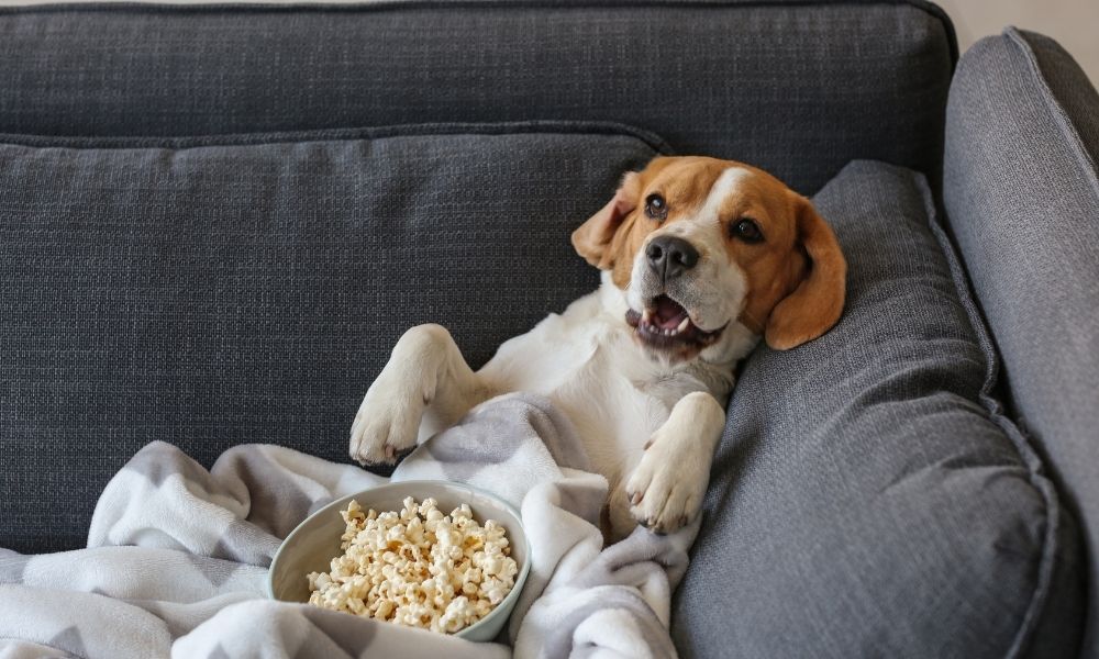 Pet-Proofing Your Furniture: Strategies for Maintaining Upholstery with Pets